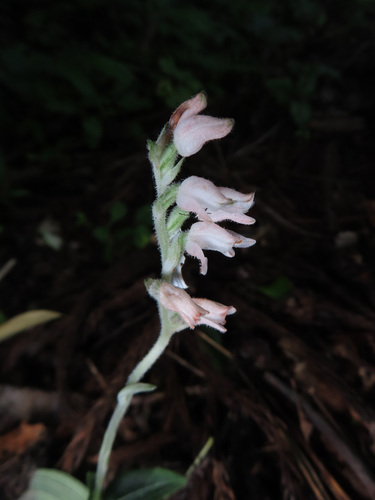 Goodyera schlechtendaliana, photograph 4