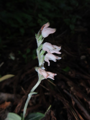 Goodyera schlechtendaliana, photograph (c) Timur Kalininsky, some rights reserved (CC BY)
