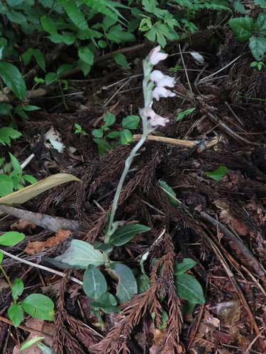 Goodyera schlechtendaliana, photograph 6