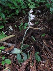 Goodyera schlechtendaliana, photograph (c) Timur Kalininsky, some rights reserved (CC BY)