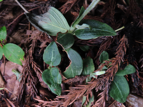 Goodyera schlechtendaliana, photograph 5