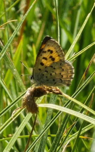 iNaturalist observation photo of Mariposa Copper