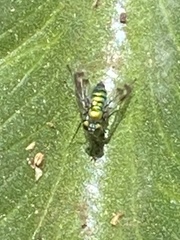 Condylostylus patibulatus