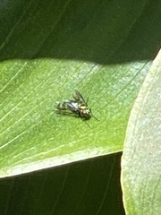 Condylostylus patibulatus