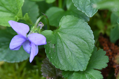 Viola × bavarica