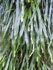 Pyrrosia longifolia