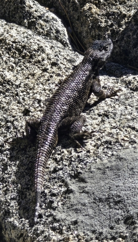 iNaturalist observation photo of Western Fence Lizard