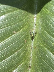 Condylostylus patibulatus