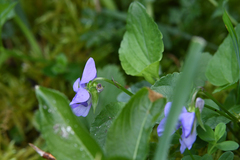Viola × bavarica