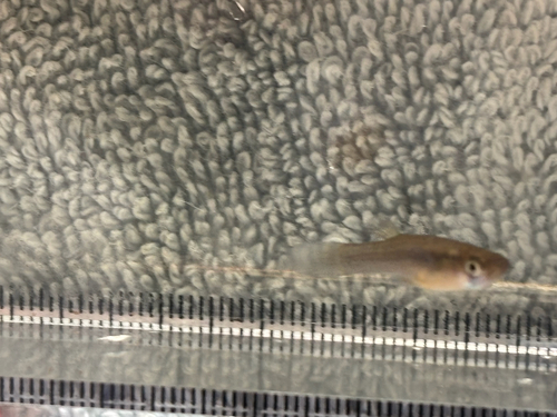 iNaturalist observation photo of Western Mosquitofish