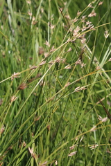 Scleria welwitschii