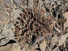 Phemeranthus spinescens, photograph (c) James H. Thomas, some rights reserved (CC BY)