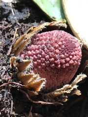 Langsdorffia hypogaea