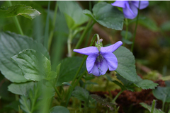 Viola × bavarica