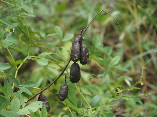 Baptisia alba, photograph 4
