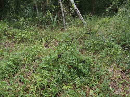 Baptisia alba, photograph 5