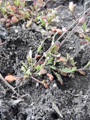 Hornungia procumbens