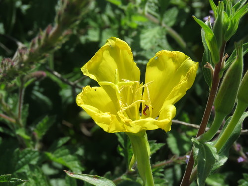 iNaturalist observation photo of tall evening primrose