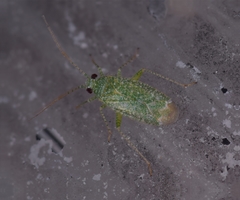 Orthotylus flavosparsus