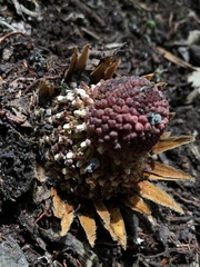 Langsdorffia hypogaea