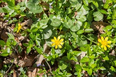 Ficaria verna
