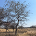 Acacia erythrantha
