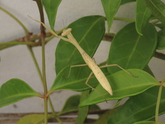 Miomantis paykullii