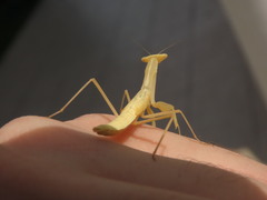 Miomantis paykullii