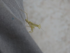 Miomantis paykullii