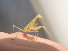 Miomantis paykullii