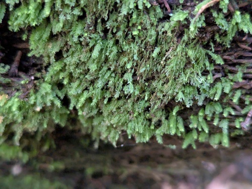 Calomnion complanatum observed 2026-08-01