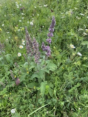 Stachys balansae, photograph (c) Илья Руденко, some rights reserved (CC BY)