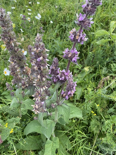 Stachys balansae, photograph 5