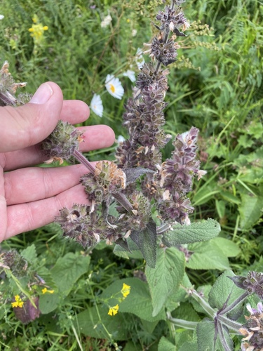 Stachys balansae, photograph 6
