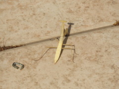 Miomantis paykullii