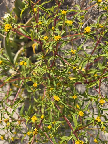 Flaveria trinervia