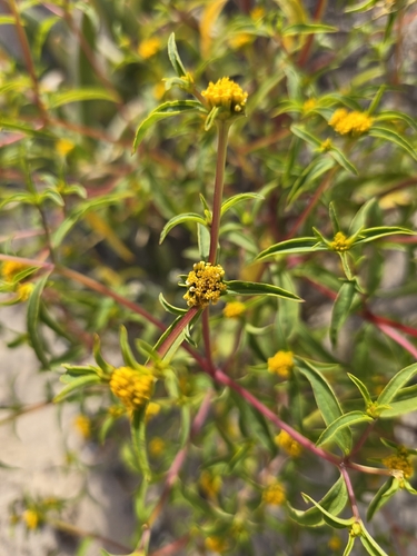 Flaveria trinervia, photograph 2