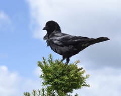 Corvus corone