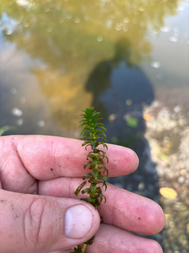 iNaturalist observation photo of Canadian Waterweed