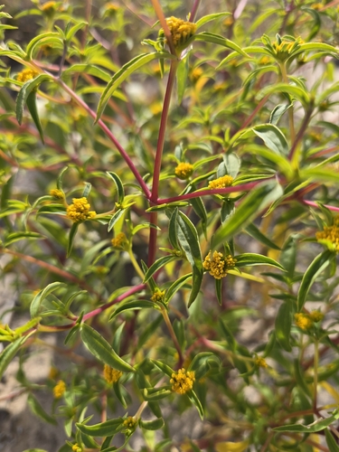 Flaveria trinervia, photograph 3