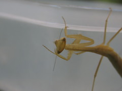 Miomantis paykullii