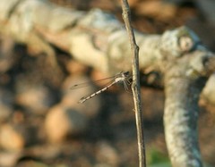 Lestes australis