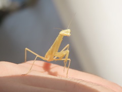 Miomantis paykullii