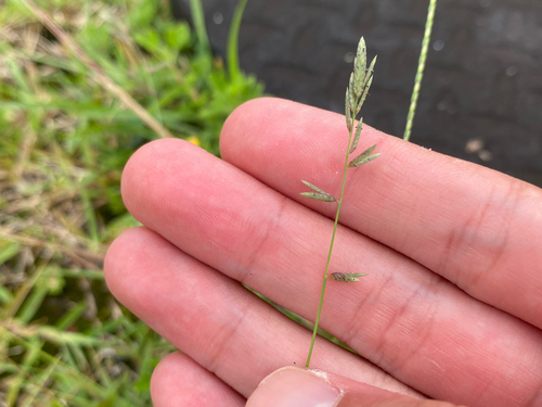 Eragrostis brownii observed 2026-08-02