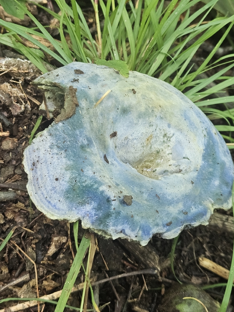 indigo milk cap · August 2026 · photo: Photo: (c) willingarden, some rights reserved (CC BY) · iNaturalist