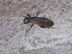 Oncocephalus squalidus