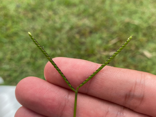 Paspalum notatum observed 2026-08-02