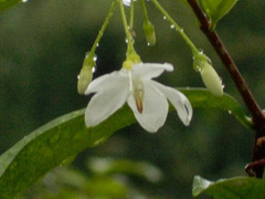 Wrightia religiosa