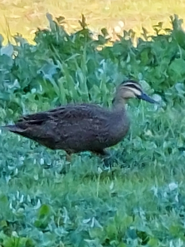 Pacific Black Duck
