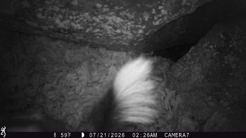 Western Spotted Skunk observed by jnelson